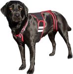 Dog Back Brace - Specialized IVDD B