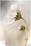 Panther Print Fine Art Prints White Cosmos Flower Artistic Unframed Poster, Pictures for Home Walls, Bedroom, Living Room & Bathroom Decor 91x61cm (36x24in)