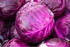 Red Drumhead Cabbage Seeds – 500 Red Cabbage Seeds – Suitable for Indoor & Outdoor Planting in The Allotment, Vegetable Plot or Garden – Packed in The UK by Meldon Seeds