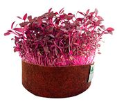 Sow and Grow Red Amaranth/Lal Saag Microgreen Seeds- 150G | Best Germination Rate | Grow Your Own Super Salad