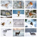 Pack of 24 British Winter Wildlife Greeting Cards. Blank Cards and Envelopes. Eco-friendly Cards, Envelopes and Box. Blank Inside.