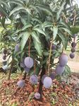 Original Black Stone Healthy Mango Fruit Live Plant & Tree For Home Gardening (Hybrid, Pack Of 1)