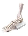 QWORK Human Foot Skeleton Model, Life Size Medical Anatomy Foot and Ankle Model, Right, Fully Articulated, for Medical Study & Science Classroom