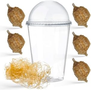 Praying Mantis Ootheca Egg Case with Hatching Habitat Cup (Pack of 5) - Stem Education,Comes with a Transparent Habitat Cup,Egg Case Produces Approximately up to 400 Baby Nymphs (Tenodera Sinensis)
