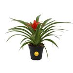 Costa Farms Flowering Bromeliad Indoor Plant Color-Grower's Choice, 12-Inches Tall, White-Neutral Décor Planter