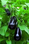 Top-Quality Brinjal Seeds - High Yield Eggplant Seeds for Abundant Harvests - Non-GMO - Perfect for Home Gardens, Pots, and Containers - Ideal for Delicious Indian and Global Dishes 100 seeds