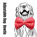 Lana Paws Funky Frames Dog Bow Tie/Bowtie, S-M