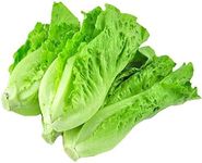 NO-GMO 350 Seeds, Paris Island Romaine Lettuce Seeds, Heirloom Seeds