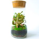 Handmade Clear Glass Terrarium Kit With Round Cork Top Open or Closed Garden Display Flower Pot Indoor Outdoor Centrepiece Planter Fittonia Moss 19cm Height (Kit with Dwarf Baby Tear Seeds & Fittonia)