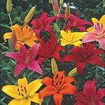 plantogallery Flower Bulbs | Asiatic Lily Lilium Flower Bulbs (Mix set of 4)