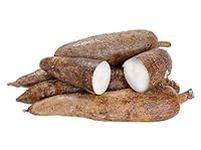 Fresh Whole Yuca Root Cassava Manio