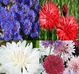 MySeeds.Co Big Pack - Bachelor Button Seed (24,000 Seeds) - Cornflower Centaurea cyanus Mixed Colors - Edible Flower Seeds (Big Pack - Cornflower Mix)