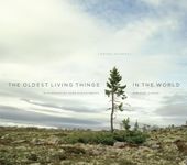 The Oldest Living Things in the World