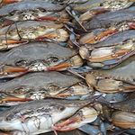 Maryland Soft Shell Crabs, Jumbo, Fresh, Cleaned | 6 pc