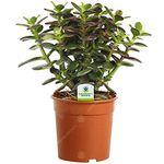 GardenersDream Crassula Minor Plant in Pot - Live Evergreen Indoor Money Plant - Indoor Flowering Plant for Home and Office - Low Maintenance House Plant - Great Gifts for Plant Lovers (15-25 cm)