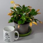 Tropical Plants UK - 3 x Christmas Cactus, House Plants for All Year, Indoor Plants in 10.5cm pots, Mixed Colours