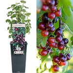 Jostaberry - Blackcurrant Gooseberry Cross | Deciduous Potted Fruit Plant Garden Shrub
