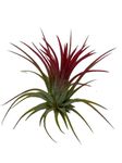 Tillandsia Ionantha Fuego, air Plants Collection, Airplant, airplants, air Plant, no Soil Plants, Real Plant, Live Plant, Easy Care Plants, Decor House Plant