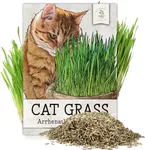 Seed Needs, Bulk 10,000 Cat Grass Seeds for Planting (arrhenatherum elatius) Easy to Grow, Non-GMO & Untreated