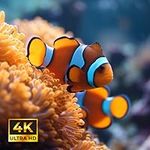 Aquarium Screensaver Ultra HD 4K: A
