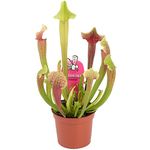 Sarracenia Smoorii Trumpet Pitcher Plant for Home or Office (20-30cm with Pot)