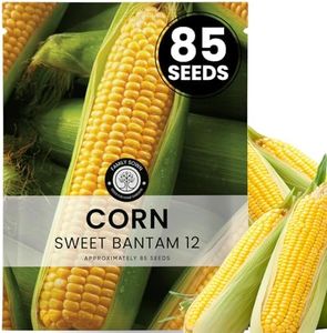 Corn Sweet