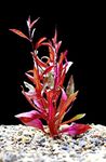 Floratica 10 x Alternanthera Rosaefolia - Rooted - Live Aquarium Aquatic Plants Fish Tank