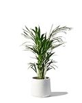 Areca Palm Large Indoor House Plant Real Tropical Plants Assorted Sizes Lush Foilage (Areca Palm 35-45cm Tall)