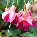 Fuchsia Garden News | Colourful Outdoor Garden Ready Potted Hardy Shrubs Plants | 20-30cm Potted