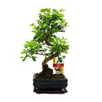 Bonsai Ligustrum 7 yrs Old - 1 Tree