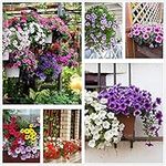 Petunia Seeds80000+Pcs 'Colour-Themed Collection'(Rainbow Colors) Perennial Flower Mix Seeds,Flowers All Summer Long,Hanging Flower Seeds Ideal for Pot