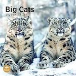 2025 Big Cats Monthly Wall Calendar by Bright Day, 12 x 12 Inch Cute Nature Photography Gift