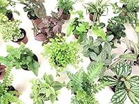Mini Terrarium Plants (6 Plants) (2