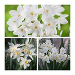 Narcissus Paperwhites x 10 Flower Bulbs Size 12/14 Strong Scented Spring Flowers. Easy to Grow