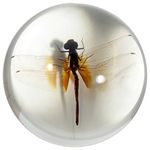 REAL BUG SS220 3.5" Dragonfly Dome Paperweight Clear