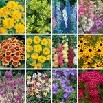 YouGarden Cottage Garden Perennial Set of 12 Jumbo Plugs, Hardy Perennial Plants Including Achillea, Delphinium, Digitalis, Hollyhocks, Coreopsis, Gaillardia, Geum, Aquilegia, Alchemilla mollis