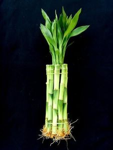 Jm Bamboo 
