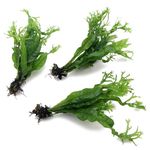 3X Java Fern Windelov Microsorum Pteropus Windelov Live Aquarium Plants Rhizome K2AQUA