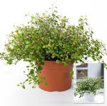 Muehlenbeckia Complexa houseplant- 