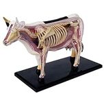 SORECI 4D Cow Anatomy Model - Anima