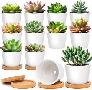 T4U 6.5CM Small White Succulent Planter Pots with Bamboo Tray Round Set of 12, Ceramic Succulent Air Plant Flower Pots Cactus Faux Plants Containers, White Modern Decor for Home and Office