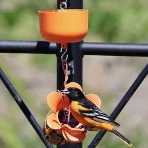 Songbird Essentials Oriole Bird Feeder Bundle: Small Oriole Jelly Feeder Hanging Bird Feeder with Orange Nectar Protector Jr Ant Moat