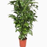 Healthy Vibe Fishtail Palm (Caryota mitis) - Indoor Houseplant MACHLI PALM plant Fresh Green & Healthy Plant