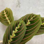 Carbeth Plants - Indoor Plants - Build Your Own Houseplant Collection - 7cm to 9cm Pots - Maranta Fascinator - Tricolour Prayer Plant in 8.5cm Pot