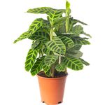 Calathea Zebrina Large Indoor House Plant Real Tropical Exotic Evergreen Plants (30-40cm (Incl. Pot))