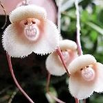 YEGAOL Garden Monkey Face Orchid Se