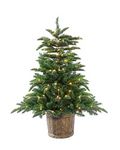 4ft Potted Appalachian Mountain Fraser Fir Christmas Tree