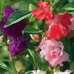 Golden Hills Farm Balsam Flower Tom Thumb Mix GMO 100-503 seeds