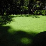 Outsidepride 1 lb. POA Supina & Rough Bluegrass Elite Lawn Shade Grass Seed Mix