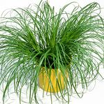 GardenersDream Cyperus Zumula - Cat Grass | Potted Cat Friendly Digestive Support | 20-30cm